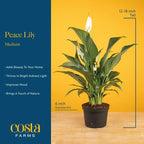 Costa Farms Peace Lily, Live Indoor Plant, Air Purifying, White Blooms - Image 4