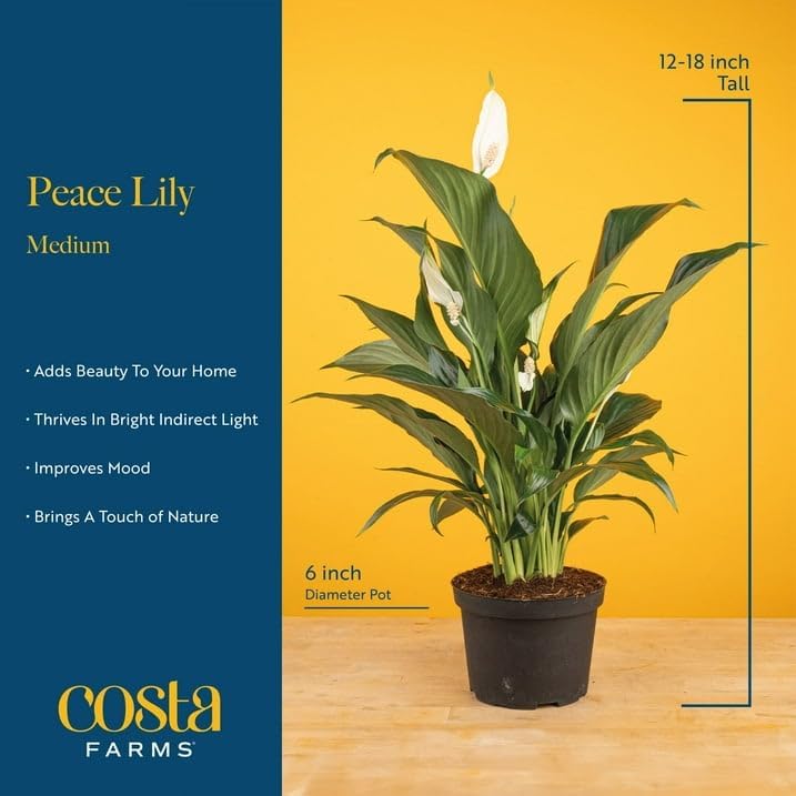 Costa Farms Peace Lily, Live Indoor Plant, Air Purifying, White Blooms - Image 4