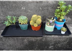 VUWEZ 4 Pack Plant Growing Nursery 1020 Trays, Plant Saucer Tray, Heavy Sturdy Seed Starting Trays, Plant Saucer for Indoors No Holes, Seed Starter Growing Tray (22"x11.2", Black) - Image 6