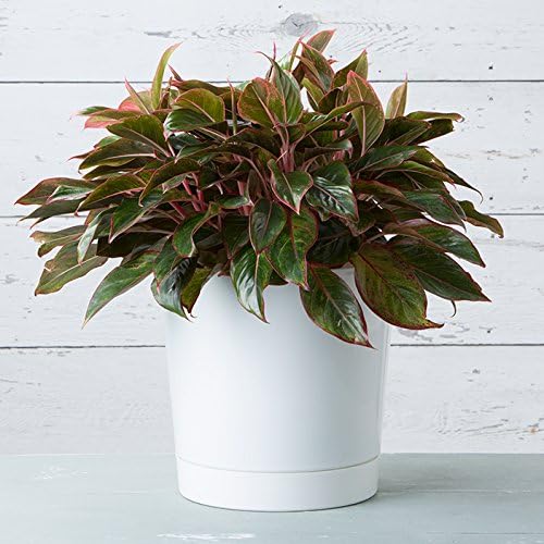 Root & Vessel Majestic Full Depth Cylinder Pot, Glossy White, 14-Inch (10142) - Image 5