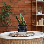 Phoenix Vine 6 Inch Self Watering Terracotta Planter, Black Terracotta Clay Pot with Glass Reservoir for Indoor Plants, Herbs, Flowers, Set of 1, 52-C-F-1 - Image 6