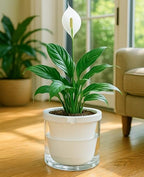 D'vine Dev Self-Watering White Terracotta Planter Pot, 8 in, 37-X-C-2 - Image 2