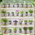 Self Watering Plant Pots, 4.3'', Transparent, 18 Pcs - Image 6