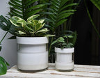 Phoenix Vine 6 Inch 4 Inch Self Watering Planter, White Terracotta Clay Pots with Glass Reservoir for Indoor Plants, Herbs, Flowers, 52-B-G-46 - Image 5