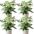 VZZNN 8 Pack Rainbow Glass Plant Watering Globes - Self Watering Planter Insert, Plant Watering Devices for Water Plants While Away, Indoor Outdoor Automatic Slow-Release Watering Bulbs by VZZNN