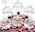 6 Pack 26oz Extra Large Self Watering Globes with 2 Brushes by Unknown