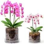 6/7 Inch Clear Acrylic Orchid Planter Pot with 360° Round Holes & Tray by Yiyiring