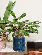 D'vine Dev Beaded Ceramic Pot with Saucer, 6 in, Midnight Blue, 27-C-X-3 - Image 5