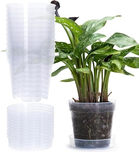 6 Inch Clear Plastic Plant Pot with Drainage Holes, Interlocking & Detachable Tray - Deep Saucer - Durable BPA-Free Plastic, Transparent Design, Raised Base for Airflow, Set of 12, 92-X-B-5 by Phoenix+Vine