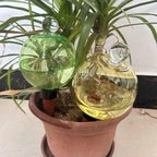 Automatic Plant Watering Globes Top Fill Automatic Houseplant Drip - Image 3