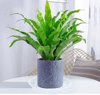 6 Pack Plant Saucer Drip Tray 14 inch, Large Plastic Plant Trays, Heavy Sturdy Plastic Planter Flower Pot Saucers for Indoor Outdoor Garden, Plant Water Drip Trays for pots (14", Clear) - Image 6