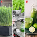 Handy Pantry 10-Pack 1010 Garden Growing Trays Without Drain Holes - Image 5