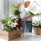 Chumia 4 Pcs 23 oz Glass Plant Self Watering Globes Large Iridescent - Image 5