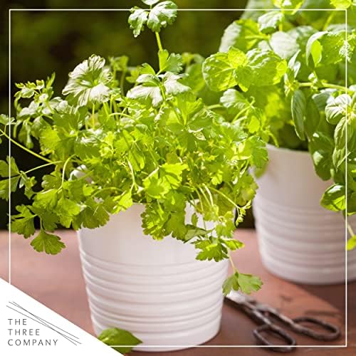 The Three Company Herb - Live Aromatic Herb, Parsley (4 Pack) - Image 6