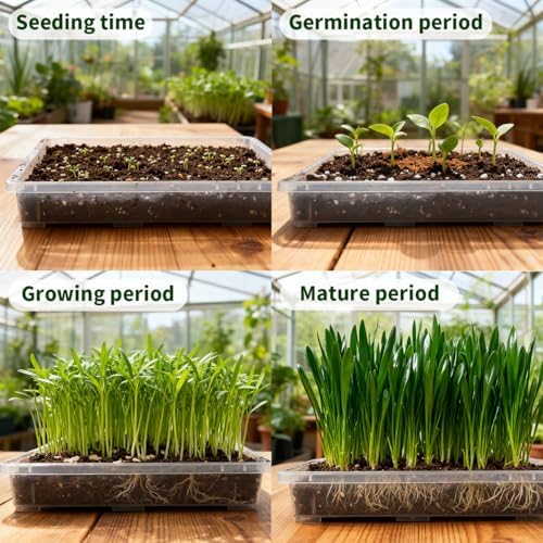 RooTrimmer Clear Seed Starter Trays 5 Pack(17"x11"x2"), Reusable Plastic Carrying Seedling & Nursery Trays, Durable Flat Pots Trays, Transparent Square Tray for Planting and Collecting Drainage Water - Image 4