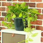 Planterhoma 6.7 Inch Self Watering Pots for Indoor Plants, 6 Packs African Violet Pots with Indicator, Black Wick Pot with Drainage Holes, Self Watering Planters for Orchid, Devil's Ivy, Grey - Image 2