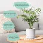 Phoenix Vine 6 Inch Planter Pot with Drainage Hole & Saucer, Deep Water Catch Tray, Straight Cylindrical Round Pot for Plants, Matte White, Pack of 3, 23-B-S-3 - Image 3