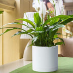 D'vine Dev 2-Pack White Plastic Planters with Saucers, 8 in, 74-Z-M-1 - Image 3