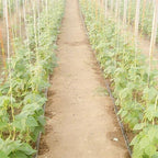 1pcs 16mm 1-Hole Drip Irrigation Hose Space 300mm, For Fruit Tee Greenhouse Irrigation Drip Hose Tape Micro Irrigation System Seepage Pipe 100m~5m ( Color : Space 300mm , Size : 100m(2RollsX50m) ) - Image 5