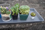 VUWEZ 2 Pack Plant Growing Nursery 1020 Trays, Plant Saucer Tray, Heavy Sturdy Seed Starting Trays, Plant Starter Trays for Indoors No Holes, Seed Starter Growing Tray (22"x11.2", Gray) - Image 5