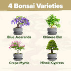 HOME GROWN Bonsai Tree Starter Kit, 4 Varieties, Indoor Gardening Gift Set - Image 3