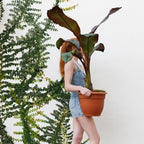 Bloem Ariana 12" Plastic Self-Watering Planter, Terra Cotta, 2-Pack - Image 2