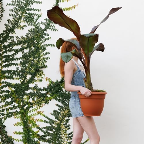 Bloem Ariana 12" Plastic Self-Watering Planter, Terra Cotta, 2-Pack - Image 2