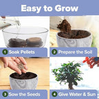 HOME GROWN Bonsai Tree Starter Kit, 4 Varieties, Indoor Gardening Gift Set - Image 6