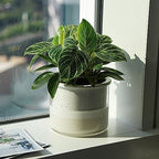 Phoenix Vine 6 Inch Self Watering Planter, Design White Terracotta Pot for Plants, Indoor Cylinder Terra Cotta Pot with Glass Vase, Set of 1, 51-B-F-1 - Image 2