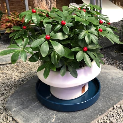 Blue Ceramic Pot Saucer - Drainage Tray for Indoor and Outdoor Flower Plant Pots and Planters, 12 Inch - Image 4
