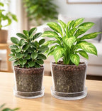 Phoenix Vine 8 Inch 10 Inch Clear Acrylic Houseplants Planter Pot with Tray, Orchid Pot with Drainage Holes, Deep Saucer for Bottom Watering, Transparent Containers for Indoor Plants, Herbs, 91-B-Y - Image 2