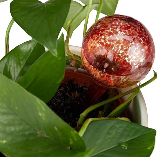 Relaxdays Set of 4 Glass Watering Globes, H x D: 15 x 6 cm, Watering Balls for Plants, Holiday Watering Aid Red - Image 5