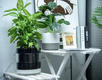 Phoenix Vine 10 Inch Self Watering Terracotta Planter, Black Terracotta Clay Pot with Glass Reservoir for Indoor Plants, Herbs, Flowers, Set of 1, 52-C-I-1 - Image 4