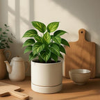 Phoenix Vine 6 Inch Planter Pot with Drainage Hole & Saucer, Deep Water Catch Tray, Straight Cylindrical Round Pot for Plants, Oatmeal, Pack of 2, 23-E-S-2 - Image 2