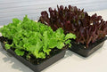 Hoss 48-Cell Seed Starting Kit | Trays, Domes, Soil, Fertilizer and Plant Labels! by Hoss