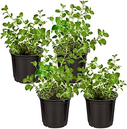 The Three Company Herb - Live Aromatic Herb, Oregano (4 Pack) by TheThreeCompany