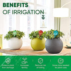 Plant Watering Globes Set of 6, Large - Glass Self Watering Globes - Image 4