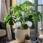 Plant Watering Globes 9Pcs Self Watering Globes, 17.5oz Plastic Automatic Plant Waterer Insert Top Fill with Slow Release Control Plants Devices System - Image 5
