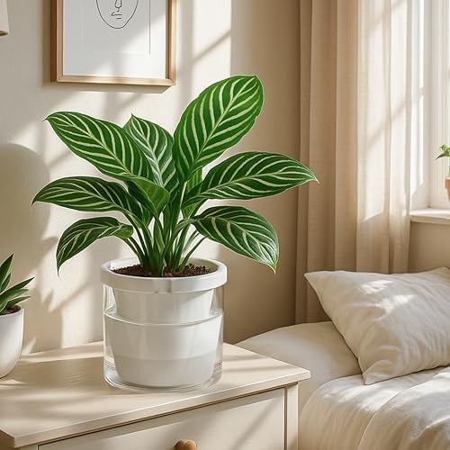 D'vine Dev Self-Watering White Terracotta Planter Pot, 8 in, 37-X-C-2 - Image 5