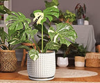 D'vine Dev Beaded Ceramic Pot with Saucer, 8 in, Smoked White, 27-C-Q-1 - Image 2