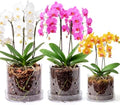 4/5/6 Inch Clear Acrylic Orchid Planter Pot with 360° Round Holes & Tray by Yiyiring