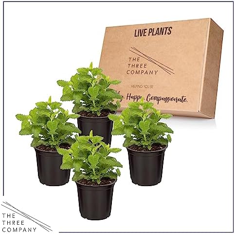 The Three Company Herb - Live Aromatic Herb, Lemon Balm (6 Pack) - Image 5