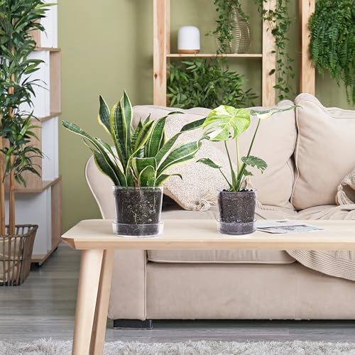 Phoenix Vine 6.5 Inch 8 Inch Clear Acrylic Houseplants Planter Pot with Tray, Orchid Pot with Drainage Holes, Deep Saucer for Bottom Watering, Transparent Containers for Indoor Plants, Herbs, 91-B-X - Image 6