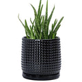 D'vine Dev Beaded Ceramic Pot with Saucer, 6 in, Glossy Black, 27-C-X-2 by DvineDevPlanterPotsandStand
