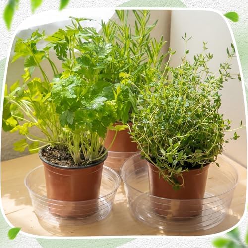 Hoolerry 15 Pcs Plastic Plant Saucer Clear Deep Tray, 10, 12, 14 Inch - Image 6