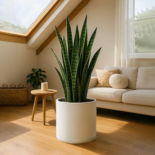 D'vine Dev Plastic Planter Pot with Saucer, 16 in, Oatmeal, 74-X-H-5 - Image 2
