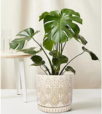 8 Inch Indoor Plant Pot with Drainage Holes and Saucers, Ceramic Planter for Plants, Succulent Orchid Flower Pots - Image 7