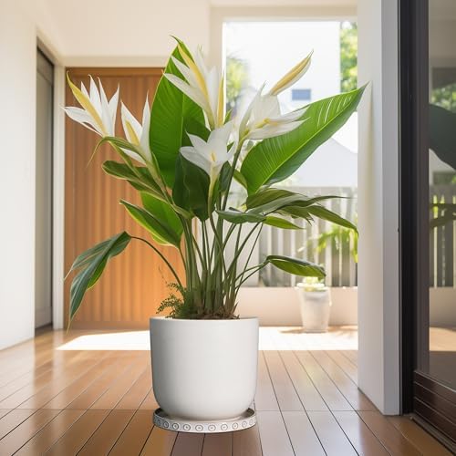 Eightpot Plant Saucer for Indoors - Ceramic Plant Saucer for Outdoors 11.4 Inch Plant Water Catcher Tray Plant Pot Saucer Plant Drip Tray Drainage Large Plant Plates to Catch Water, Cream White - Image 6