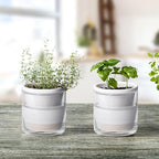 D'vine Dev Self-Watering White Terracotta Planter, 4 in, 4-Pack, 37-Z-A-2-F - Image 7