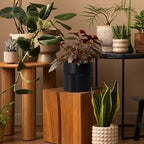 Phoenix Vine 8 Inch Self-Watering Planter Pot with Terracotta Insert, Deep Water Reservoir, and Ceramic-Alike BPA-Free Plastic Planter Pot for Plant, Modern Planter for Houseplants, Black, 53-A-T-2 - Image 7